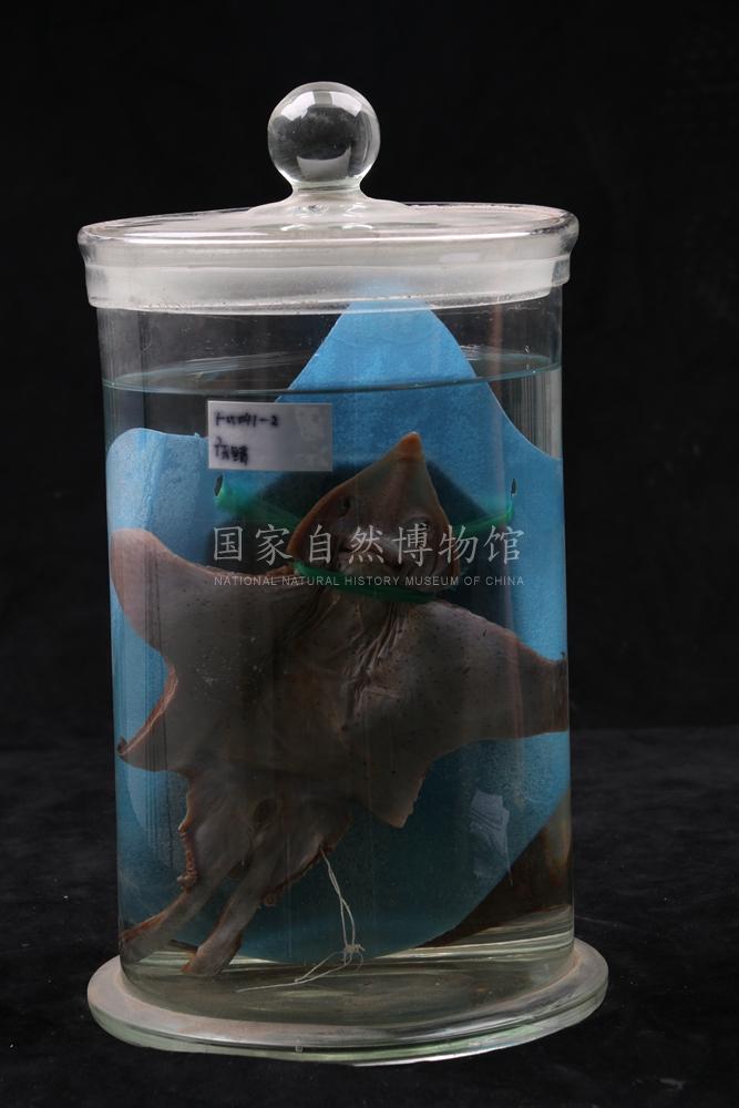 海南牛鼻鲼.jpg