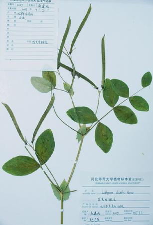 茳芒香豌豆