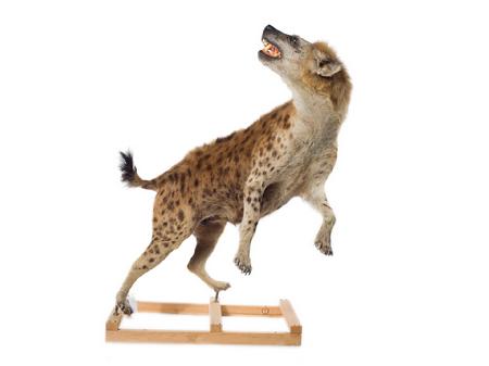 斑鬣狗狮口夺食