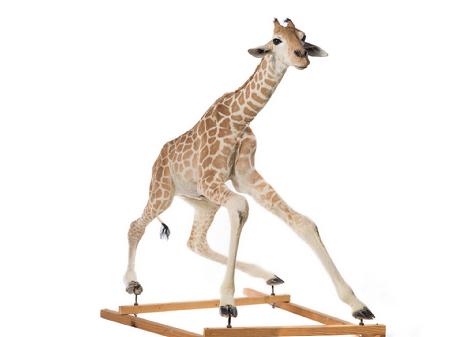 非洲狮群猎长颈鹿