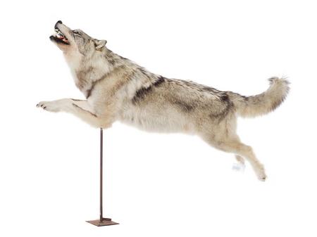 北极狼捕猎驼鹿