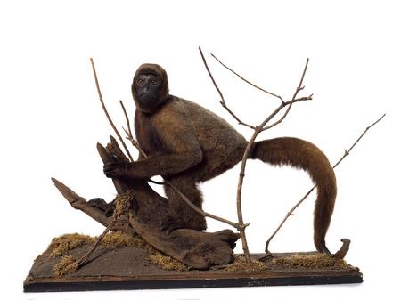 哥伦比亚绒毛猴