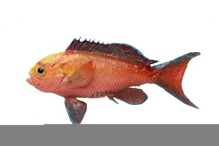 小吻拟花鮨