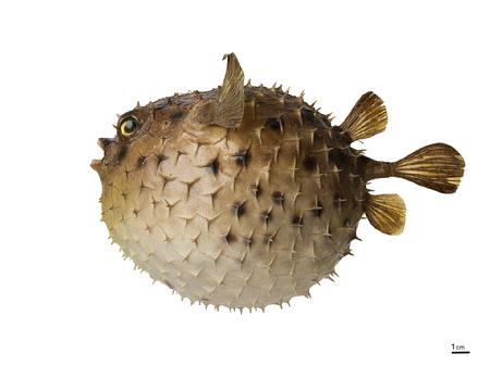 刺额短刺鲀