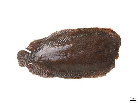 眼斑豹鳎