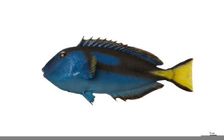 黄尾副刺尾鱼