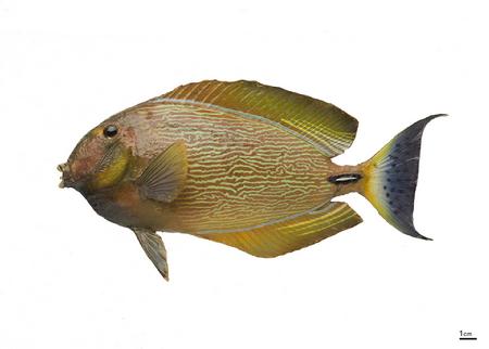 布氏刺尾鱼
