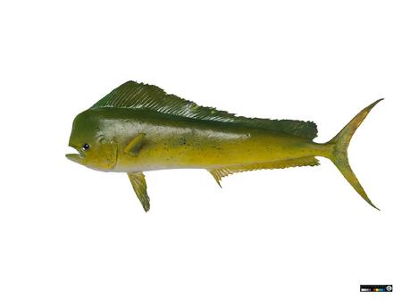 鲯鳅♂