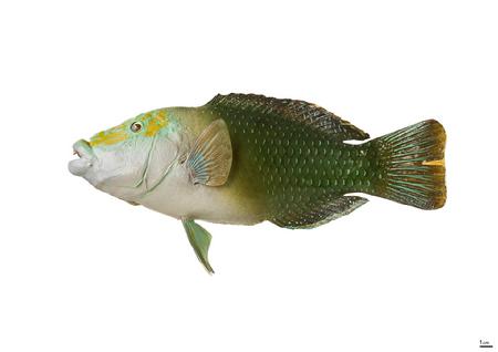 黑鳍厚唇鱼