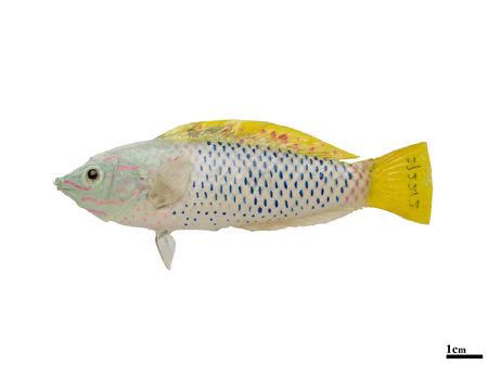 格纹海猪鱼♀