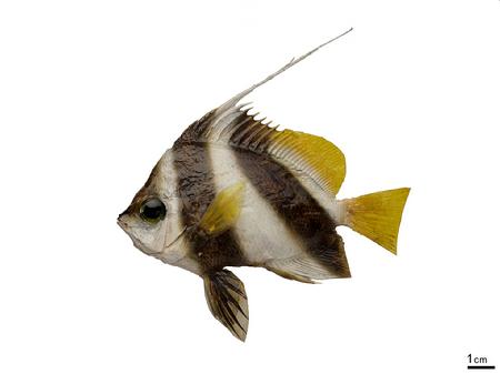 马夫鱼