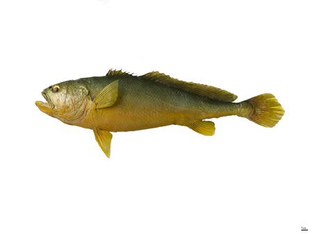 大黄鱼