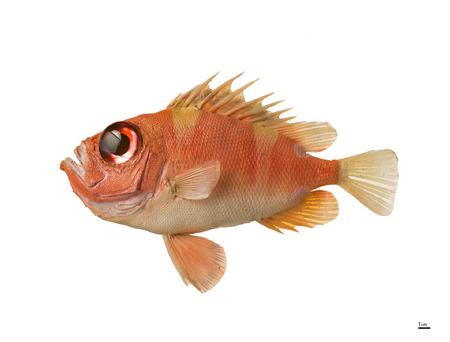 日本锯大眼鲷