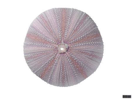 科马地三列海胆