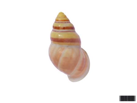 赛克斯两栖蜗牛