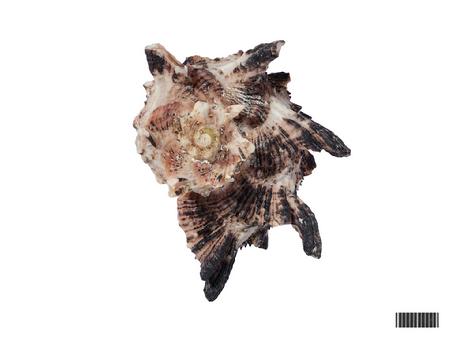 壮刺海豚棘冠螺