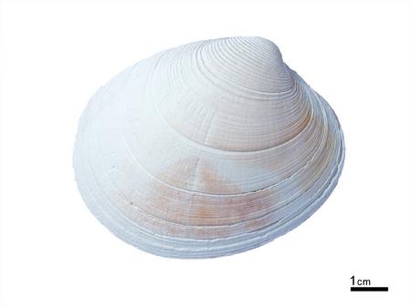 加阿斯加粗文蛤