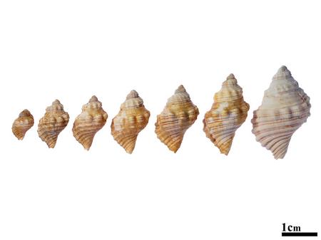 皮彫法螺 成长系列