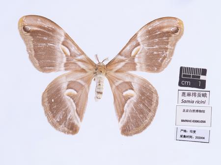 蓖麻樗蚕蛾