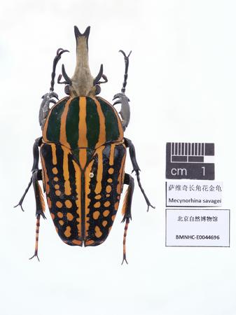 萨维奇长角花金龟