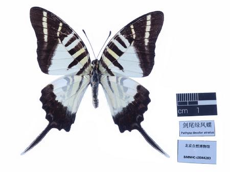 剑尾绿凤蝶