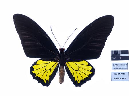 裳凤蝶 neoris亚种